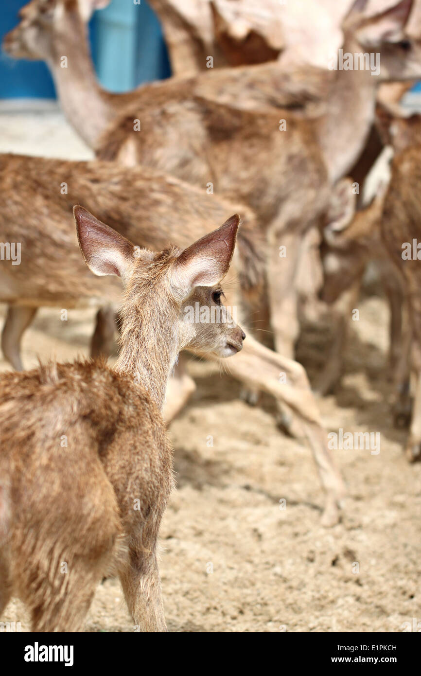 Young deer in the farm for wild animals background. Stock Photo