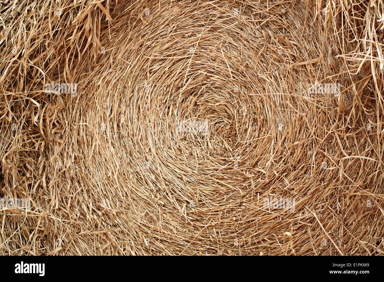 Rice straw after harvest for the background Stock Photo - Alamy