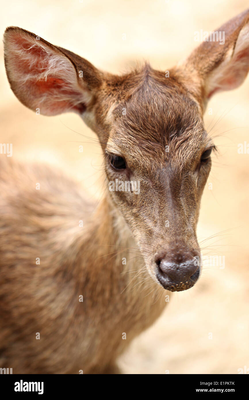 Young deer in the farm for wild animals background. Stock Photo