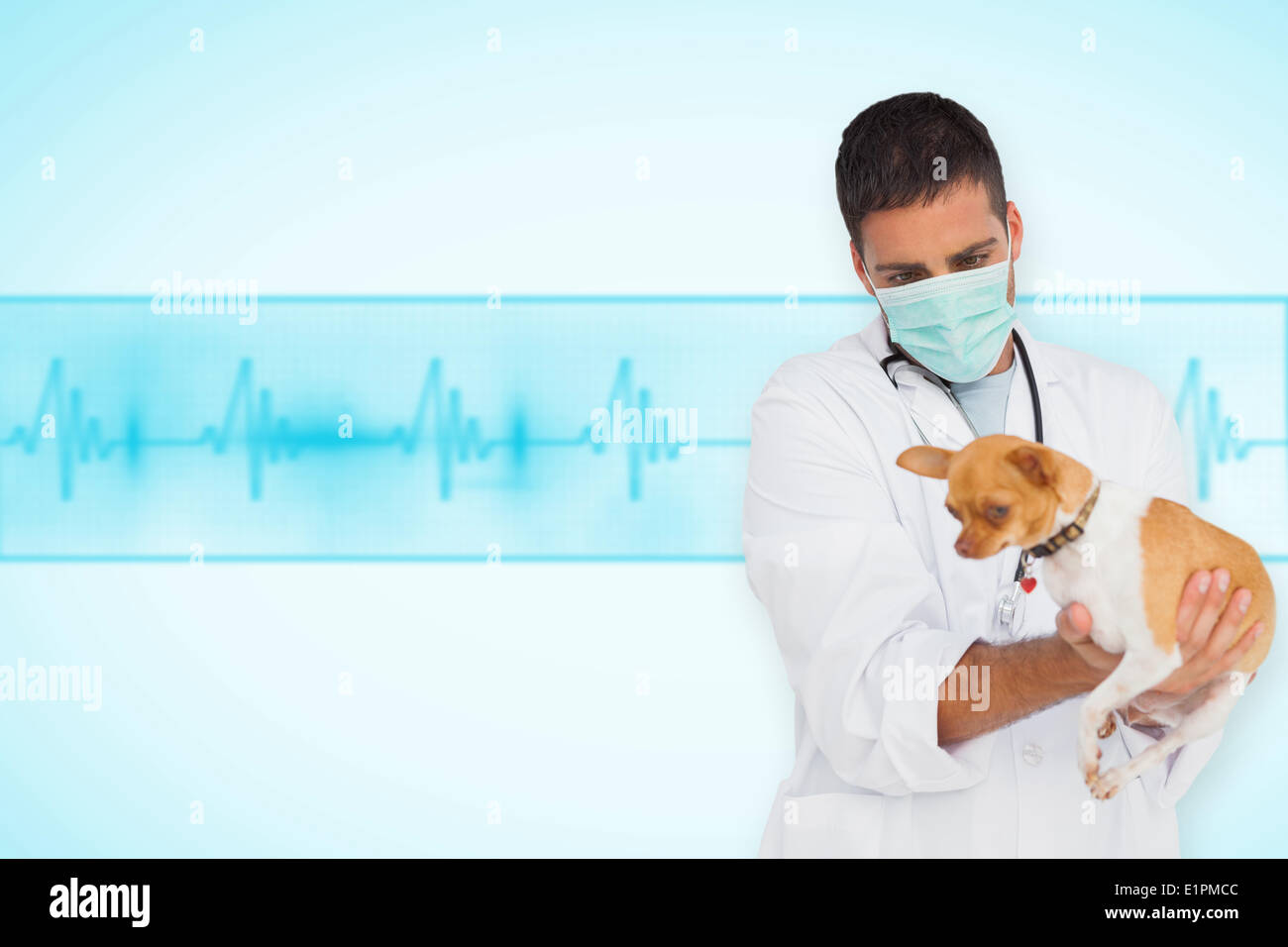Composite image of vet in protective mask checking chihuahua Stock Photo