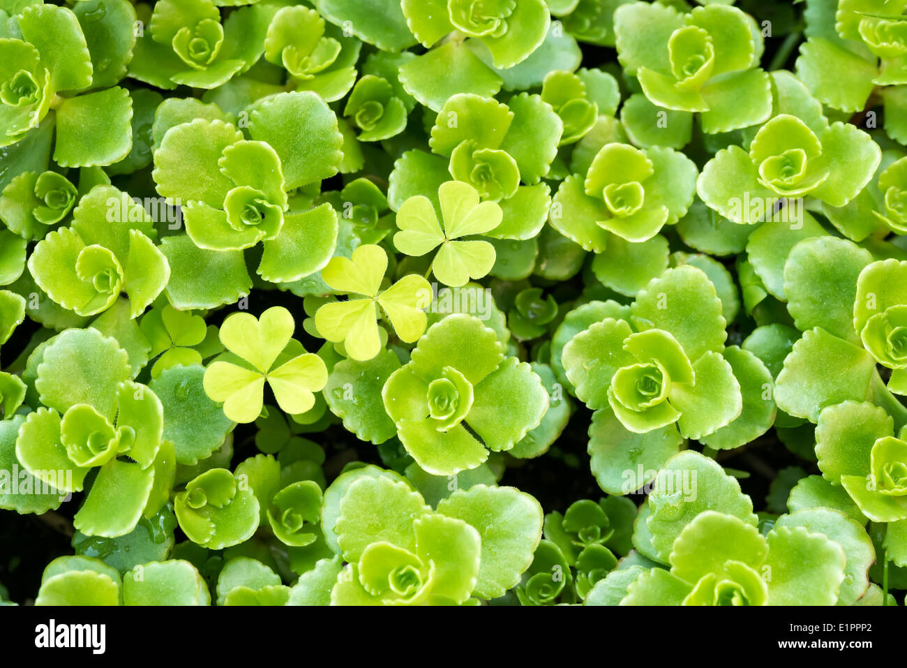 A succulent plant named Stonecrop or Crassula Stock Photo