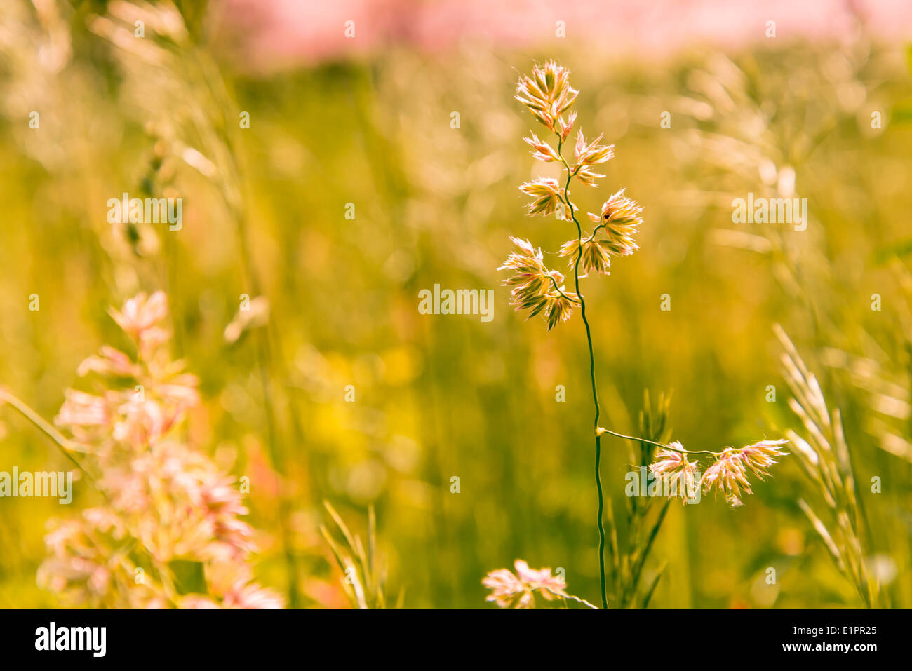 Gramineae herbs moved by the wind in a meadow under the warm spring sun Stock Photo