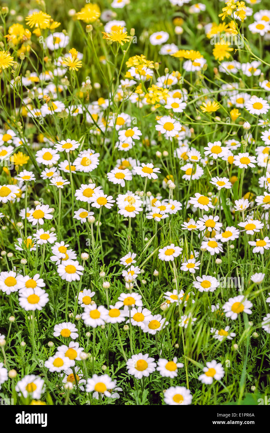 Spring chamomile hi-res stock photography and images - Alamy