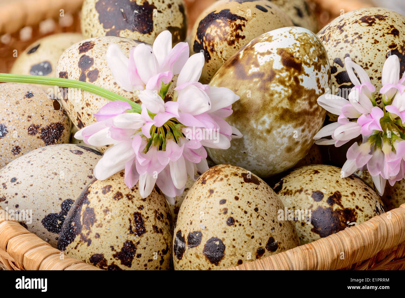 Closeup of quail eggs and clover flowers in a little basket Stock Photo