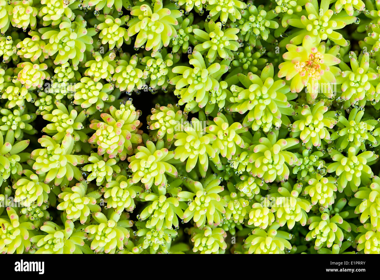 A variety of Stonecrop or Crassula, a nice succulent plant Stock Photo