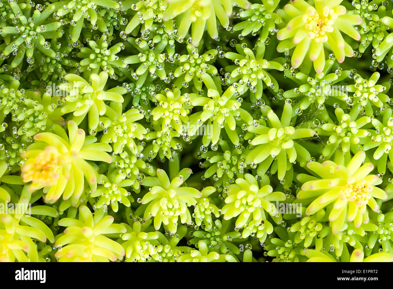 A variety of Stonecrop or Crassula, a nice succulent plant Stock Photo
