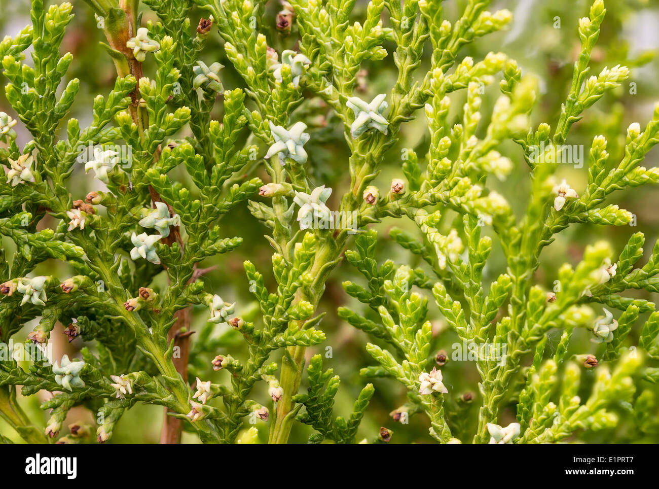 Macro of thuja branches with fruits and flowers Stock Photo