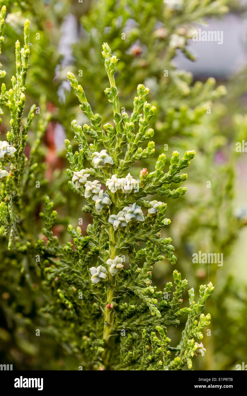 Detail of thuja branches with fruits and flowers Stock Photo