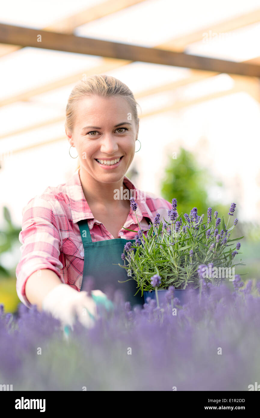 Garden center woman worker with lavender potted flowers smiling greenhouse Stock Photo