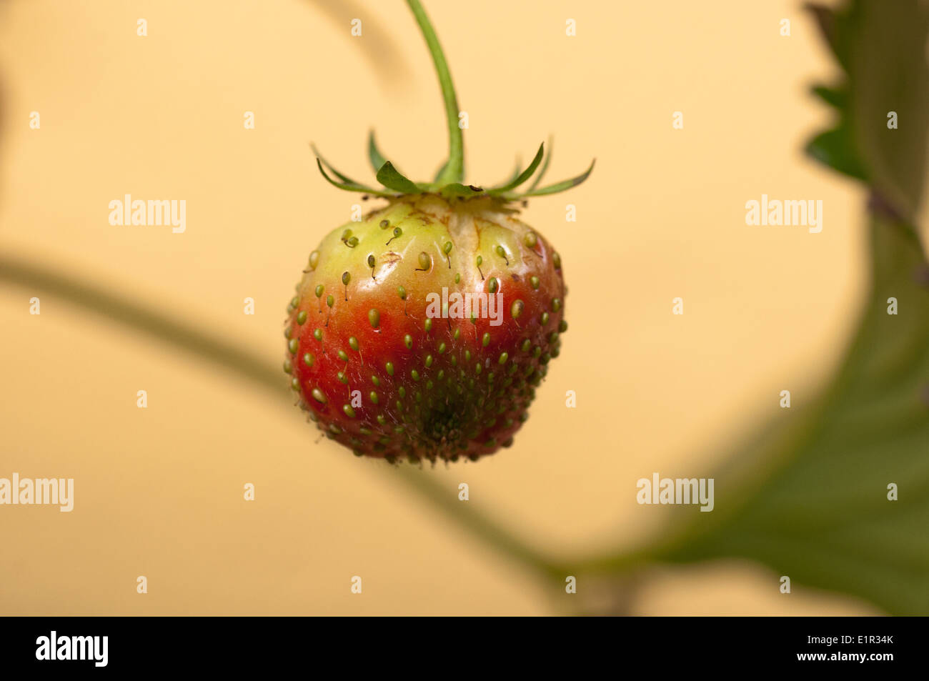 Homegrown Strawberry Stock Photo