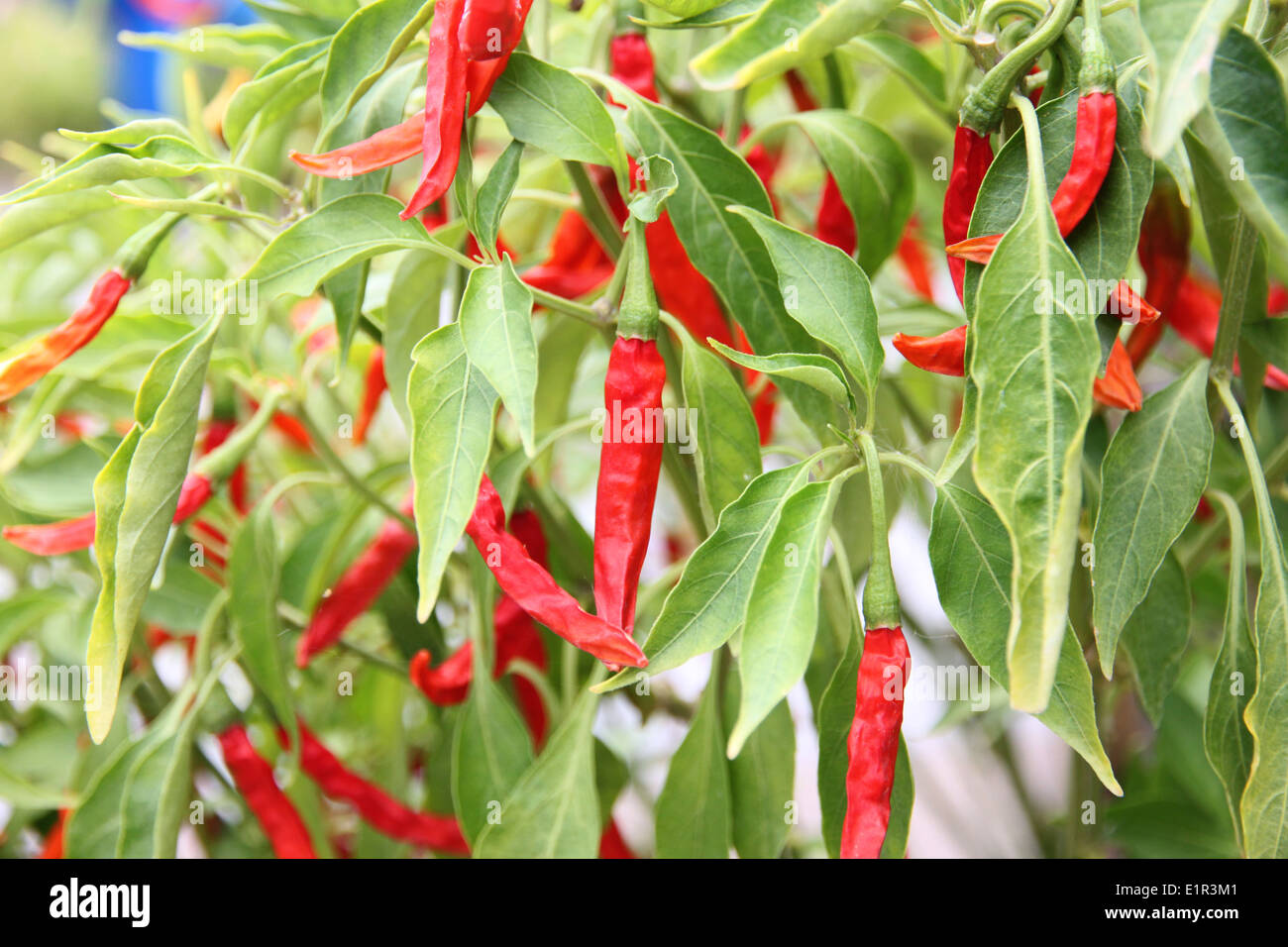 Dried red chili on the tree in garden. Stock Photo