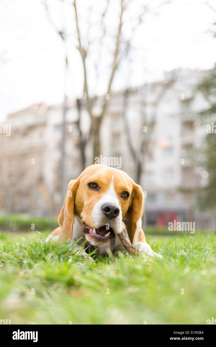beagle dog nibbles stick lying in park on green grass Stock Photo - Alamy