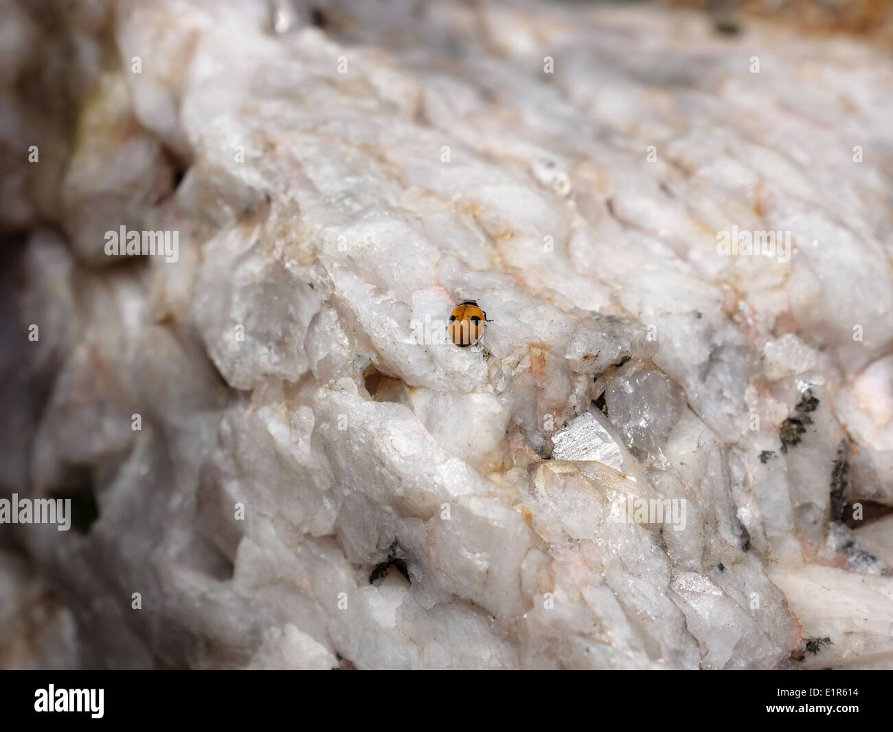Tiny two spot ladybird on a large piece of hard milky quartz Stock Photo