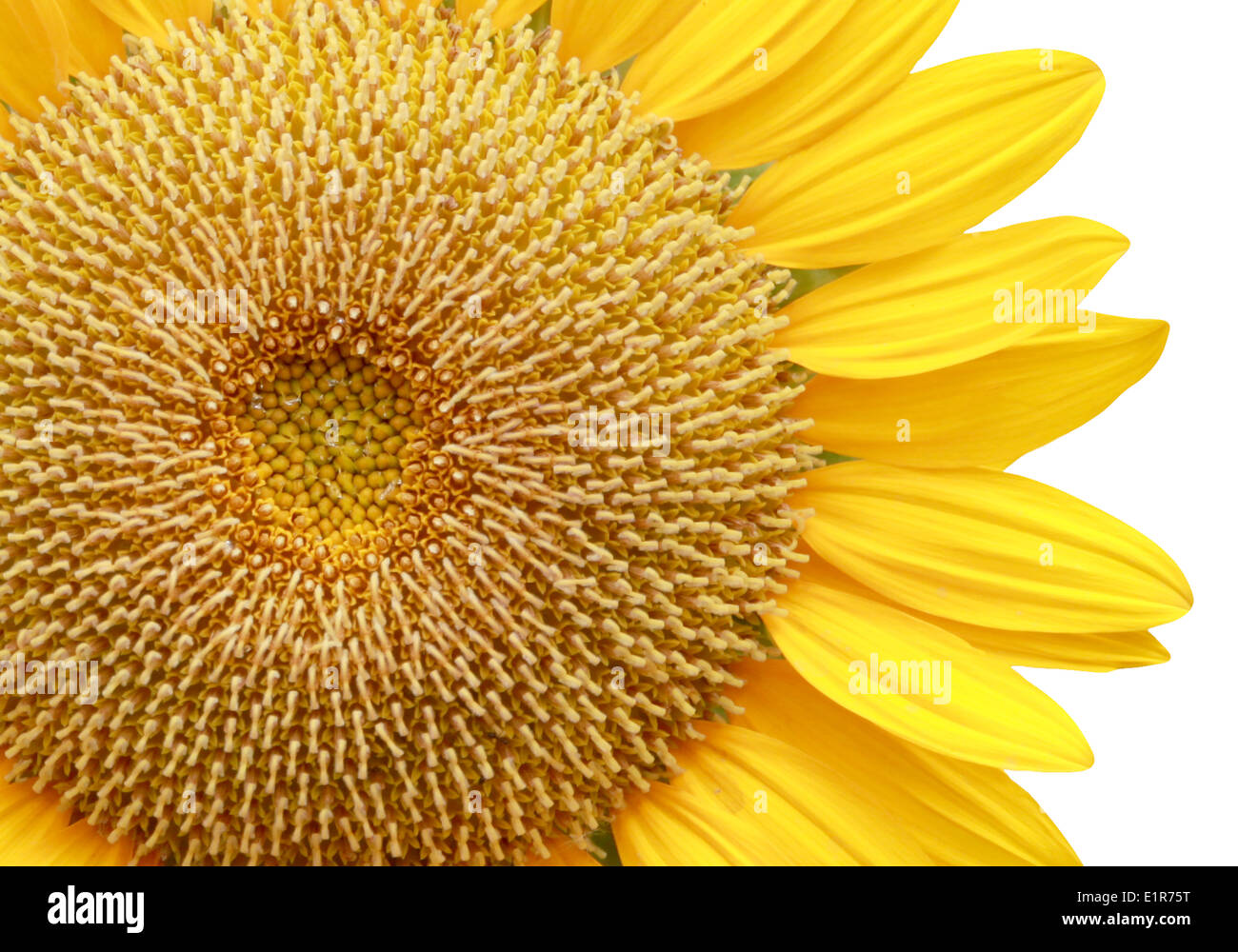 Sunflower isolated on white background Stock Photo - Alamy