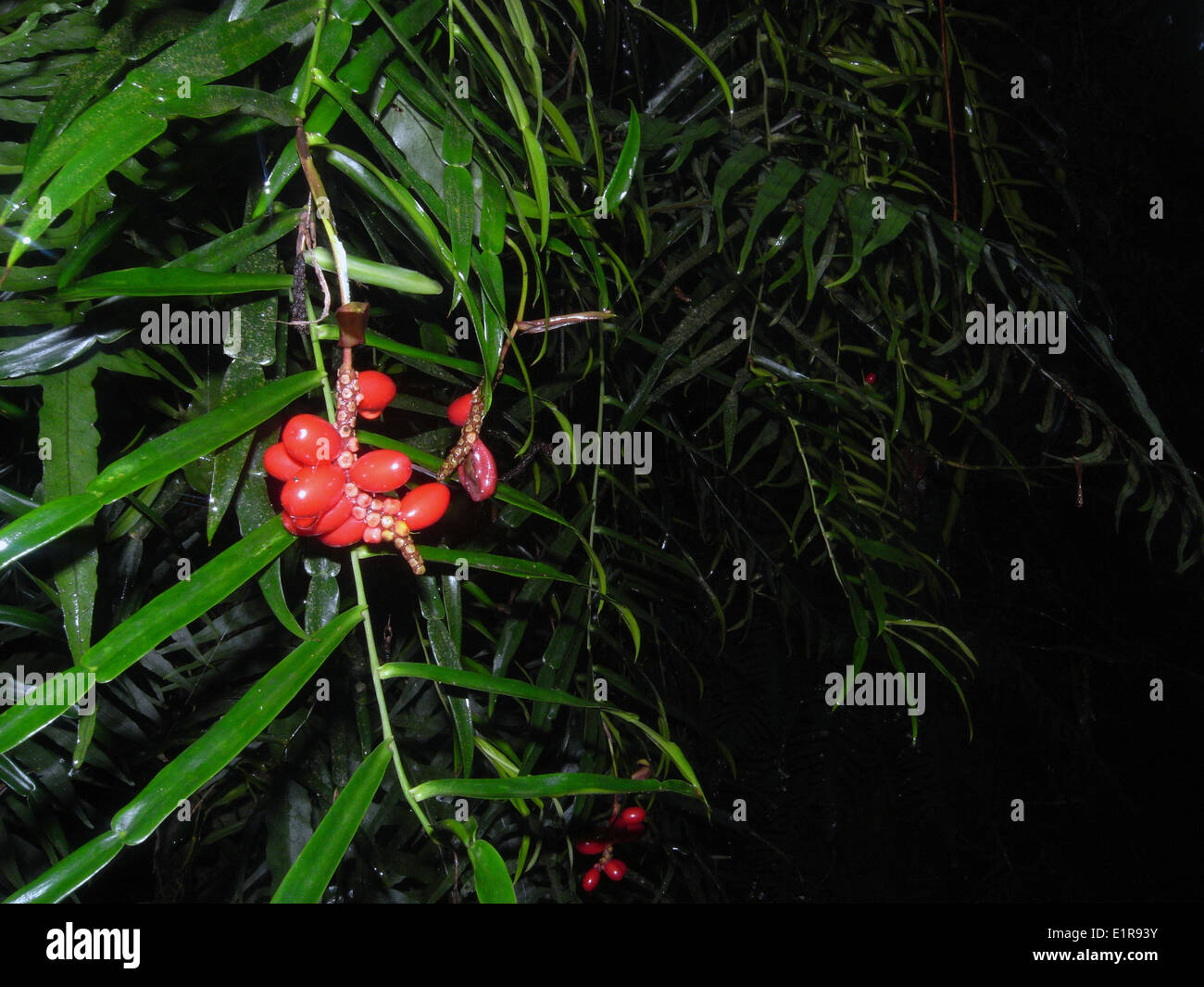 Epiphytic vine (Pothos longipes) with red drupes, growing on rainforest tree in Dorrigo National Park, NSW, Australia Stock Photo