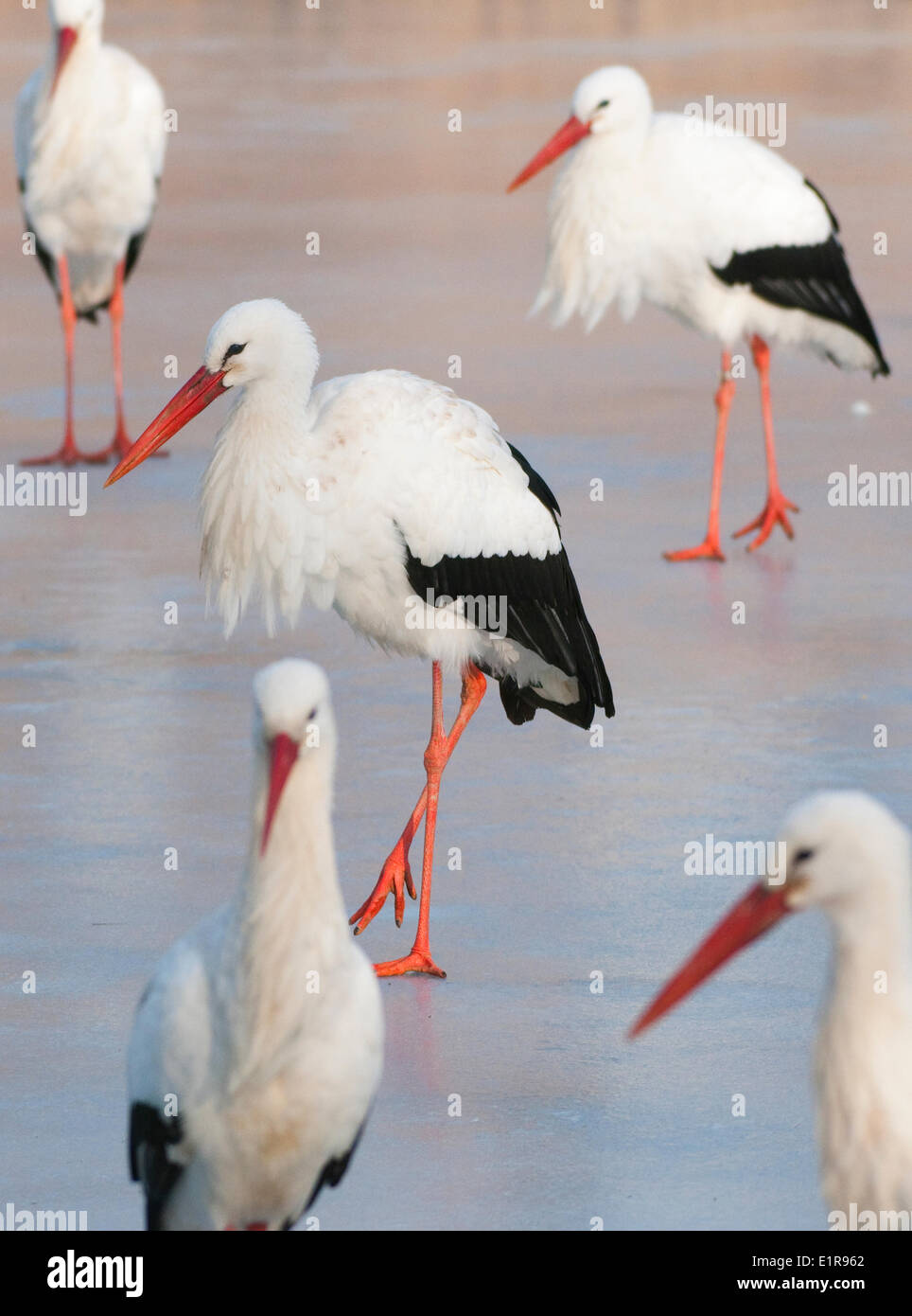 White storks on ice Stock Photo