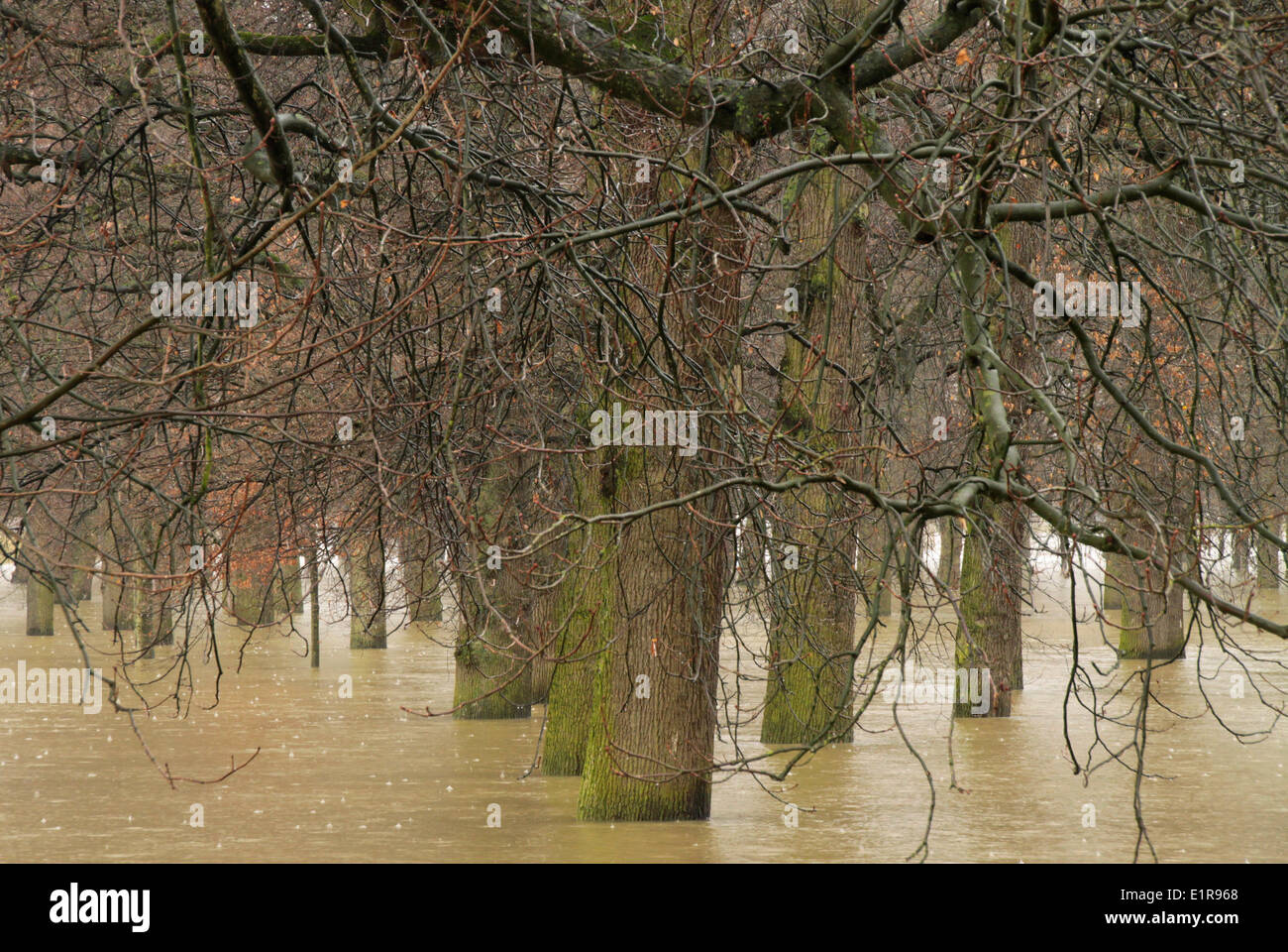 Flooded poplars Stock Photo