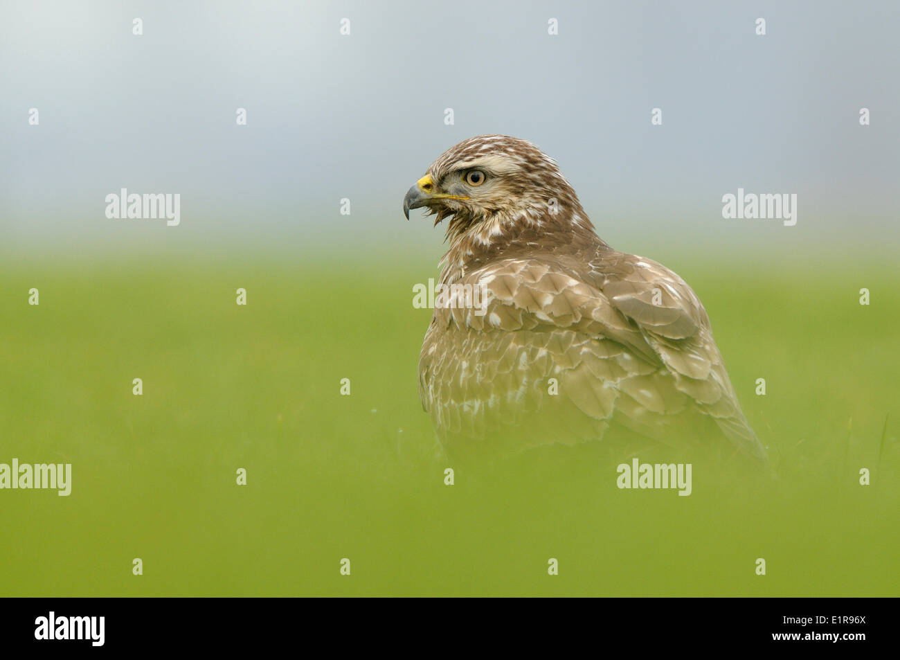 Headshot of a Buzzard feeding on earthworms on a meadow. Capture with low point of view Stock Photo