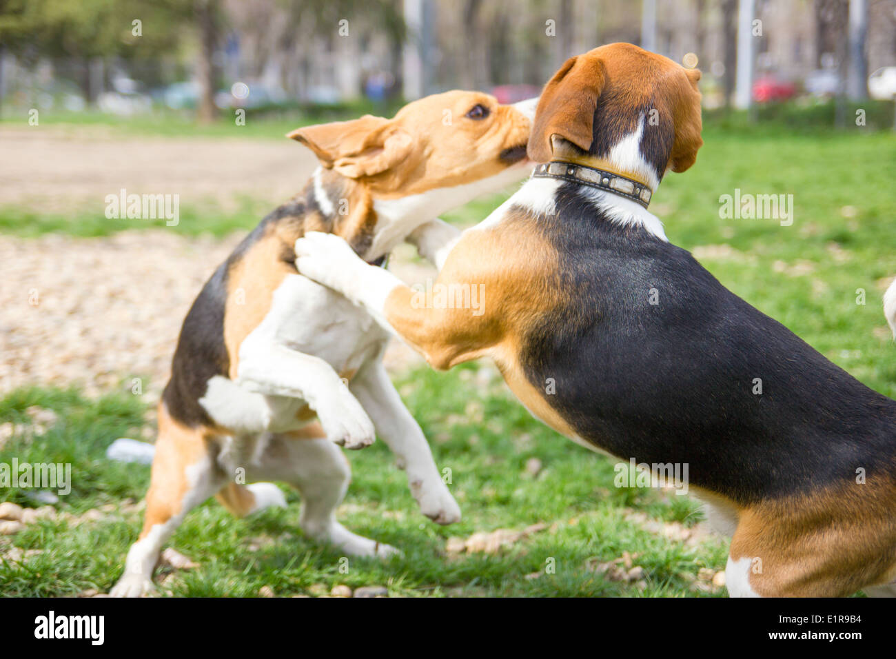 two beagle dogs wrestling and playing in park Stock Photo - Alamy