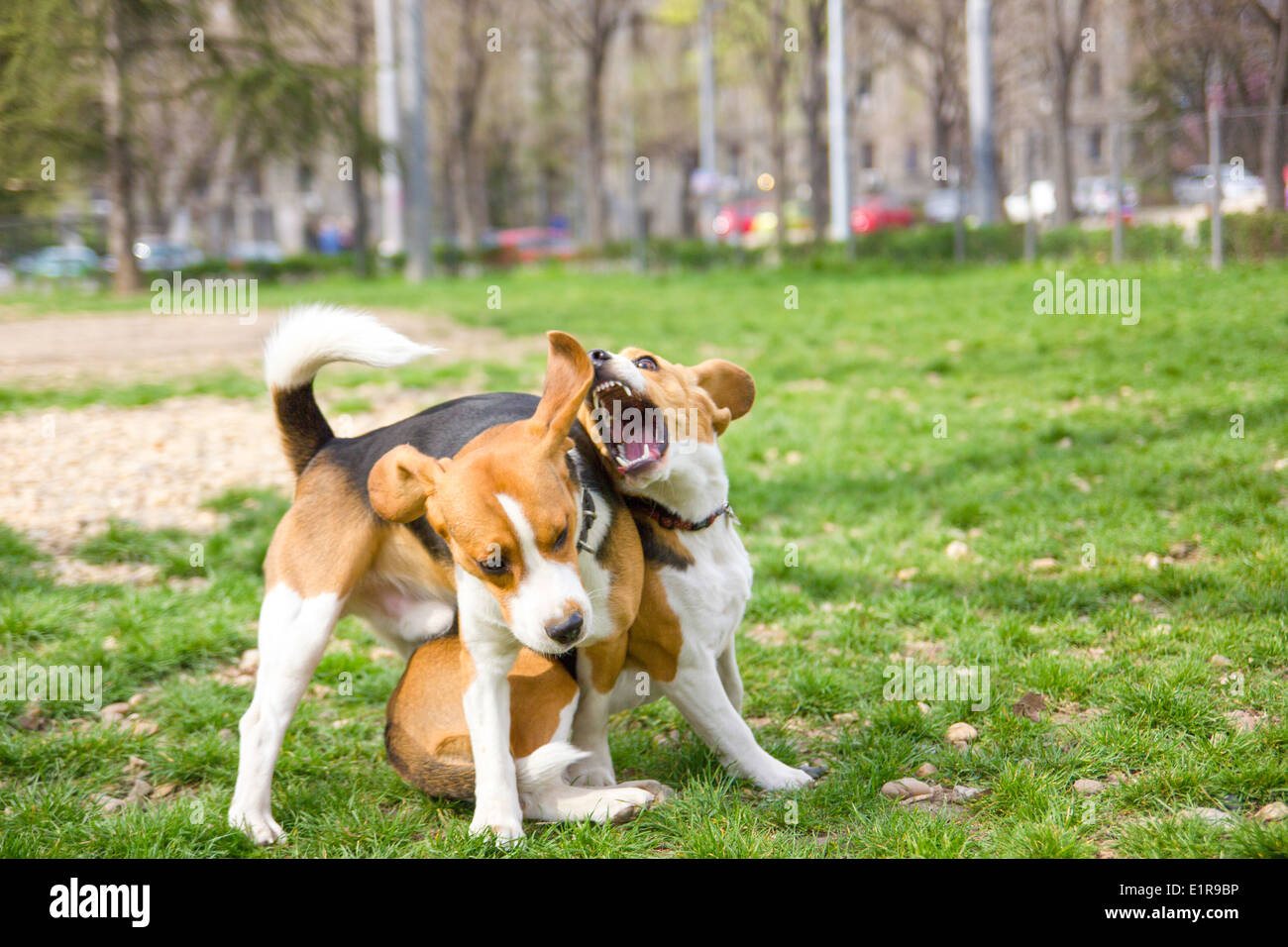 two beagles playing in park and wrestling Stock Photo - Alamy