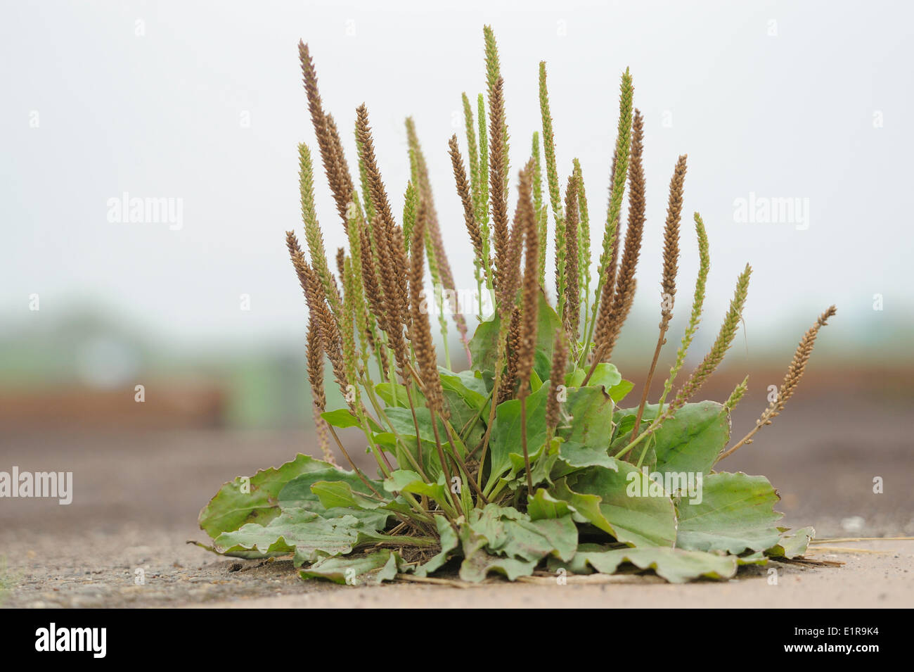 Greater Plantain growing between the pavement Stock Photo