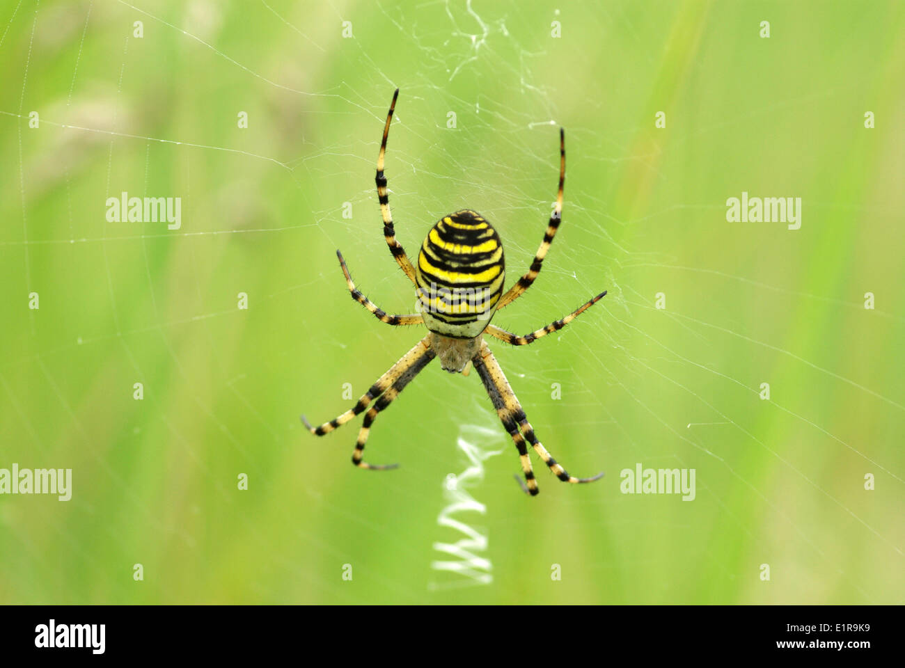 A Wasp spider in its web Stock Photo - Alamy