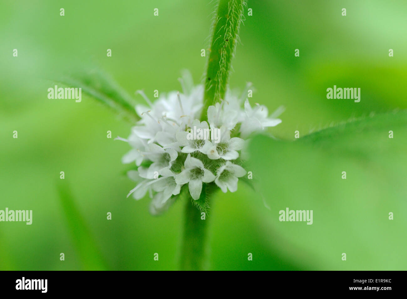 Detailed view on inflorescence of Corn Mint Stock Photo