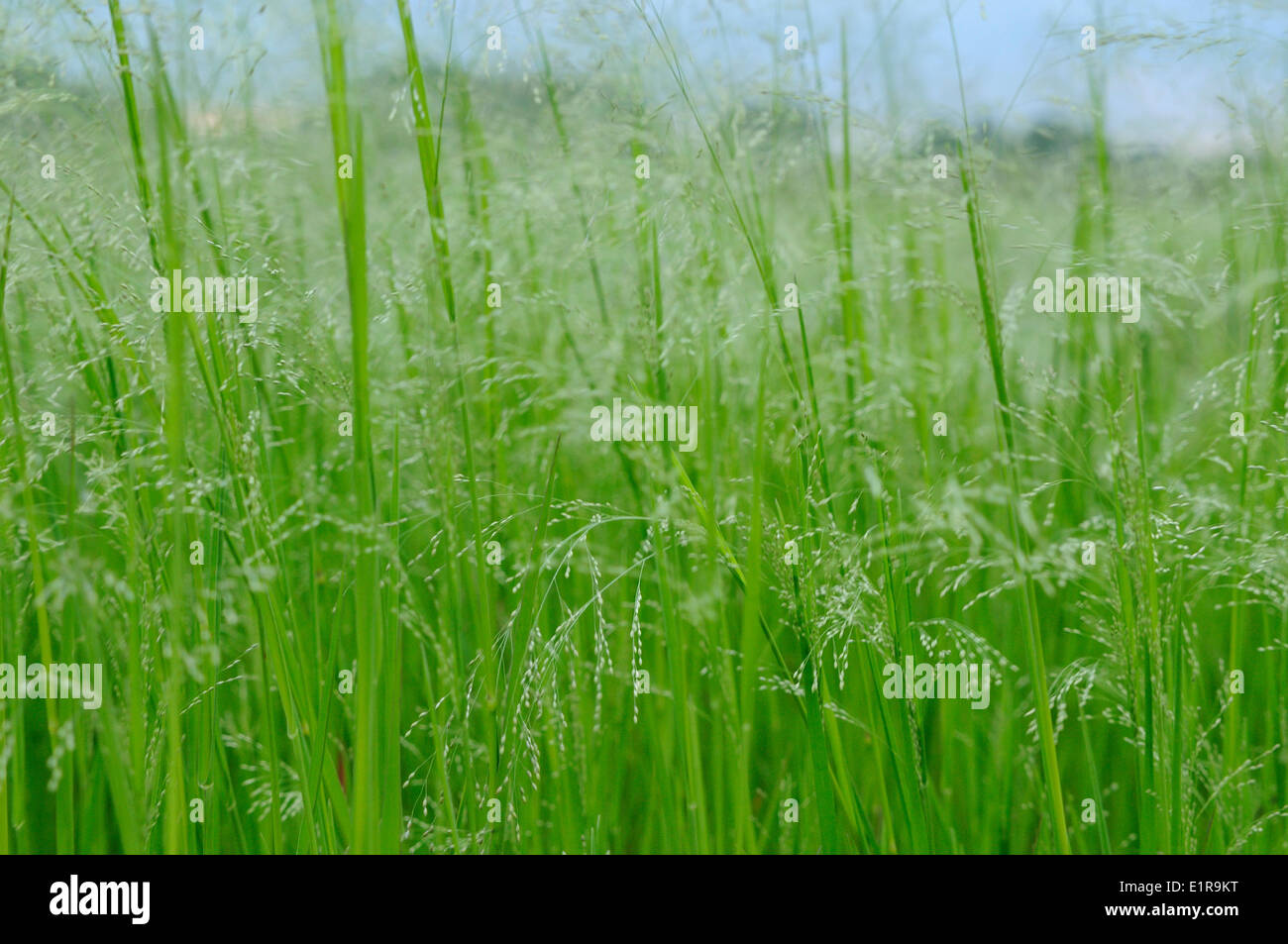 Transvaal Millet is a recently naturalized grass, often found on the sides of corn fields Stock Photo