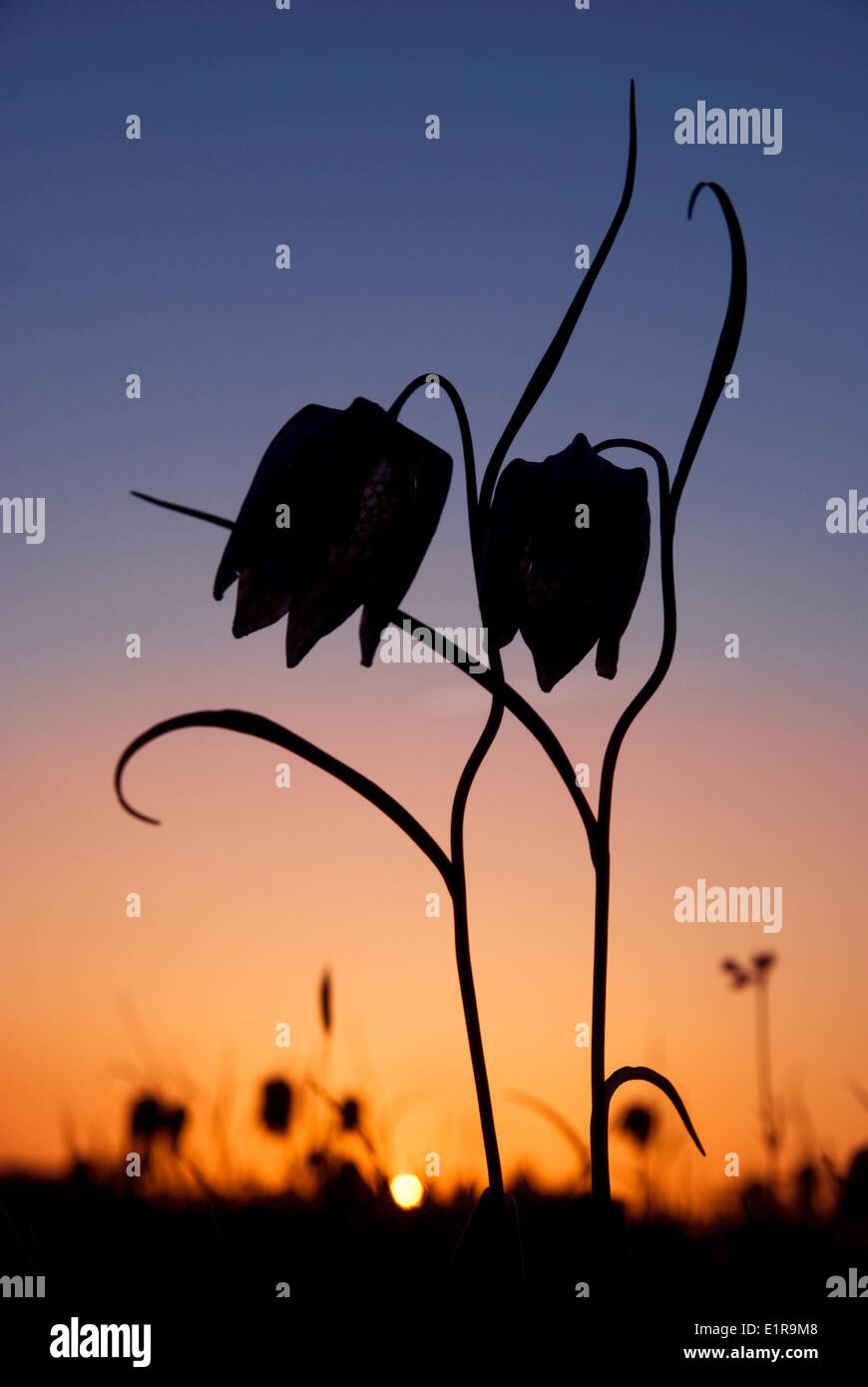 Silhouette of two Snake's Head Fritillary against a sky with sunset Stock Photo