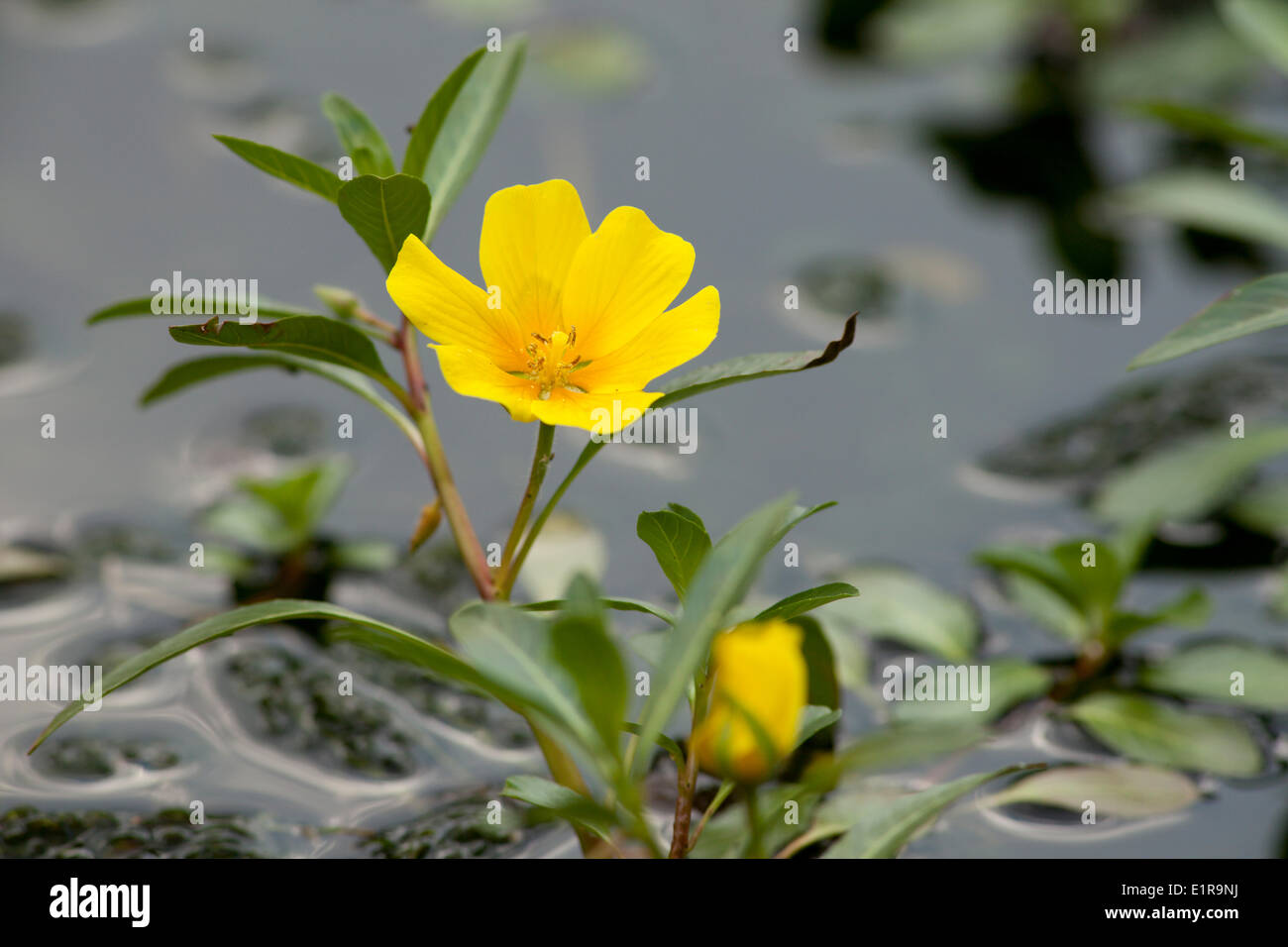 Water Primrose regarded as invasive alien because it easily disperses by means fragments It originates South-America. Stock Photo