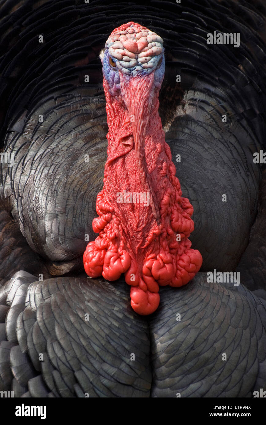 Portrait of a courting Turkey that gets a red head and neck because of excitement Stock Photo