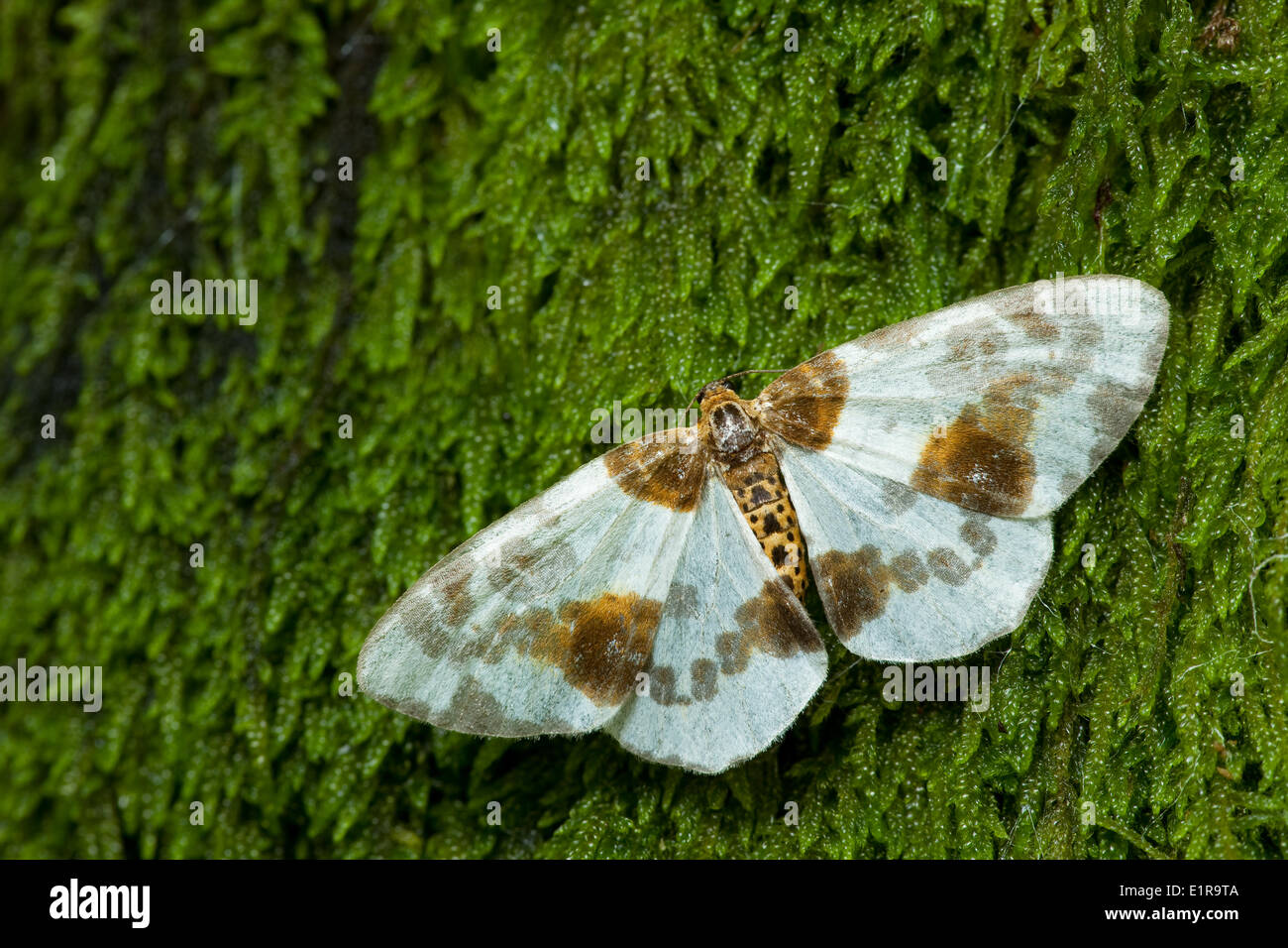 Clouded Magpie on moss Stock Photo