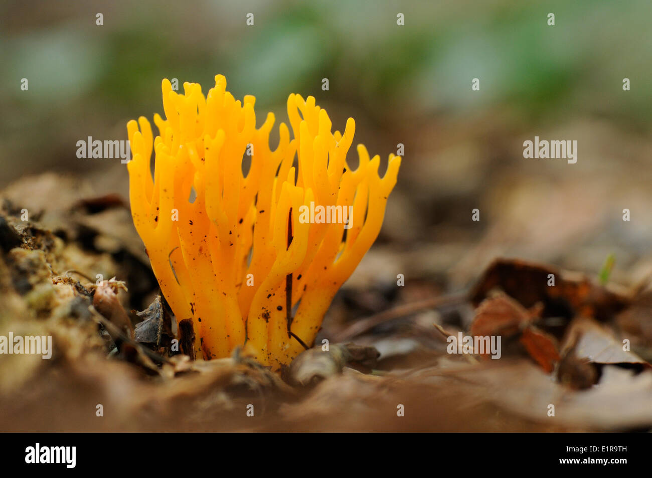 Stag-horn Fungus Stock Photo