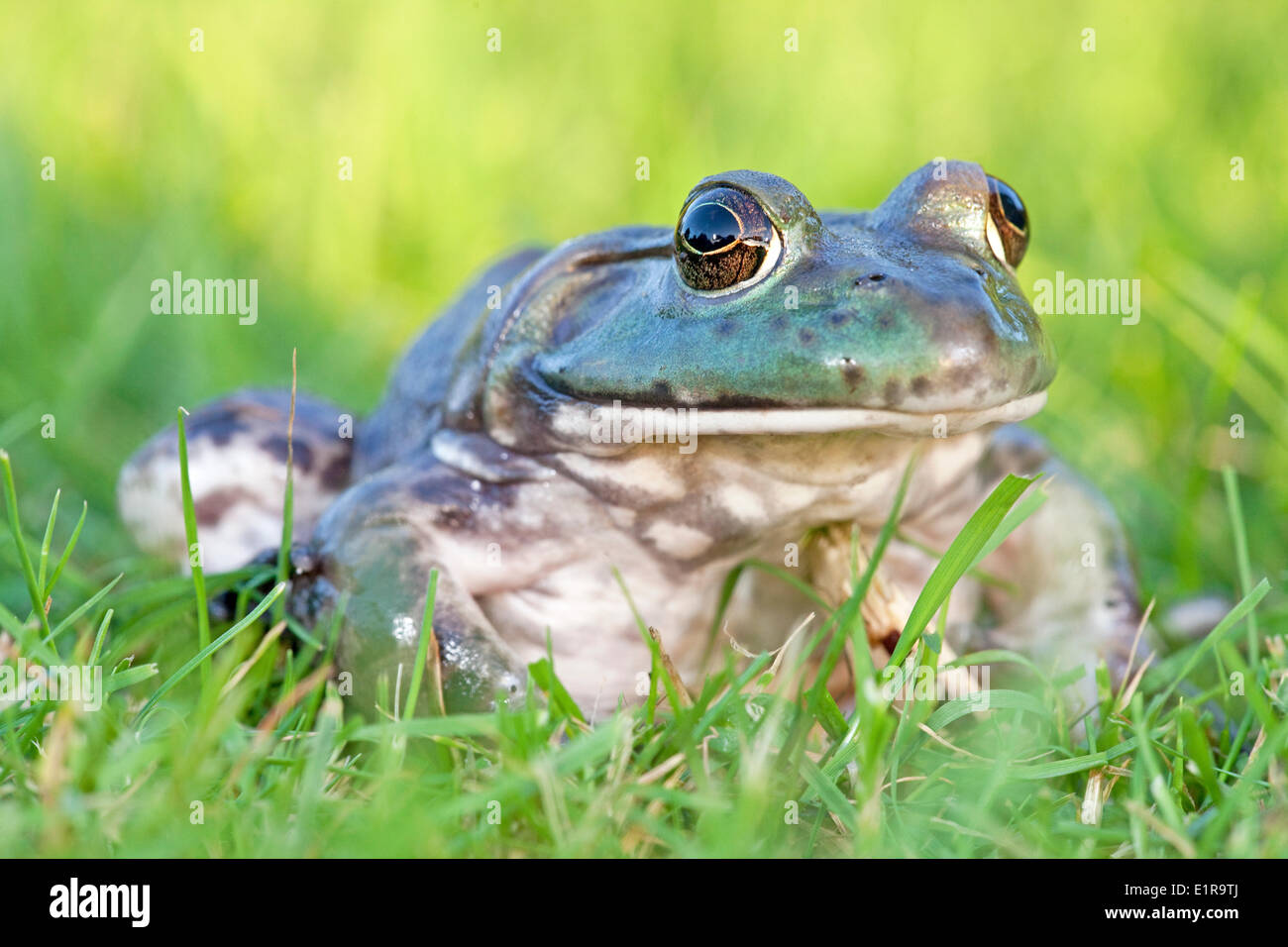 photo of a North American Bullfrog sitting in green grass; Stock Photo