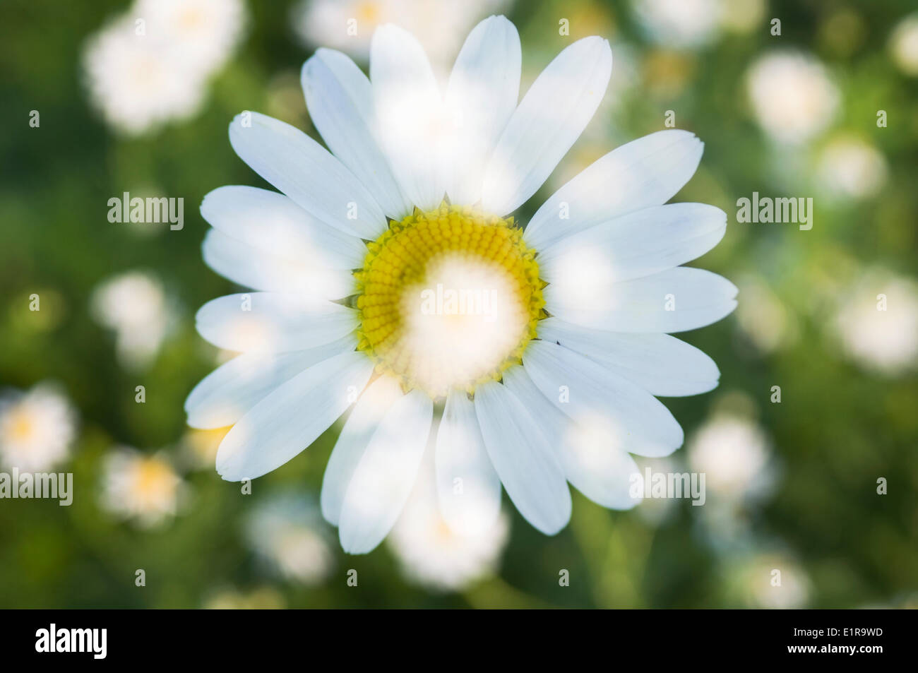 An artistic image of the German chamomile Stock Photo