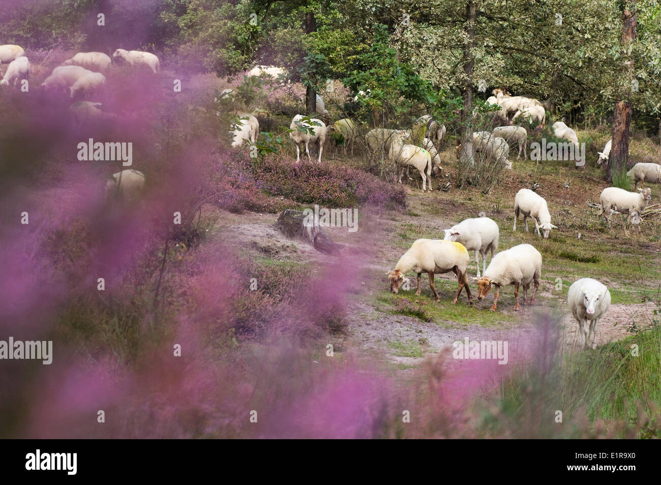 A sheepsherd is grazing in the Hatertse Vennen Stock Photo