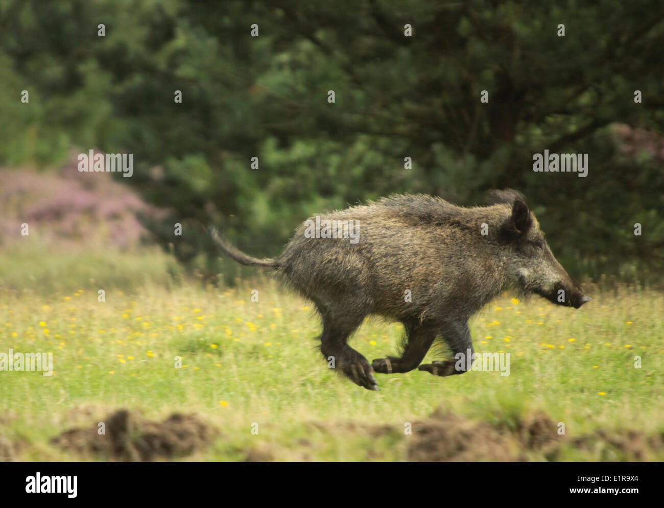 Fast running Wild Boar Stock Photo - Alamy