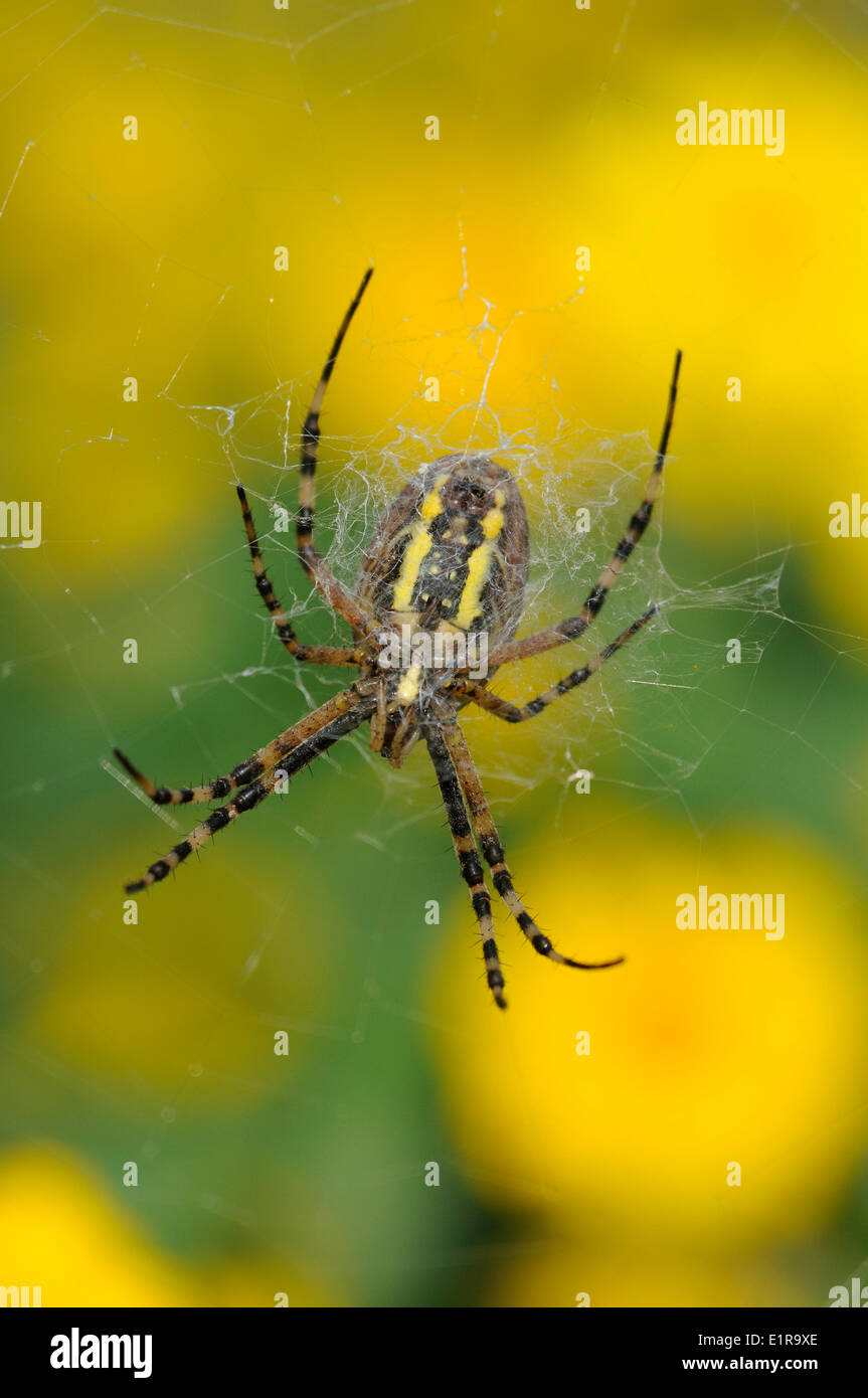 Female of the Wasp Spider perched in  web between Corn Marigold Stock Photo