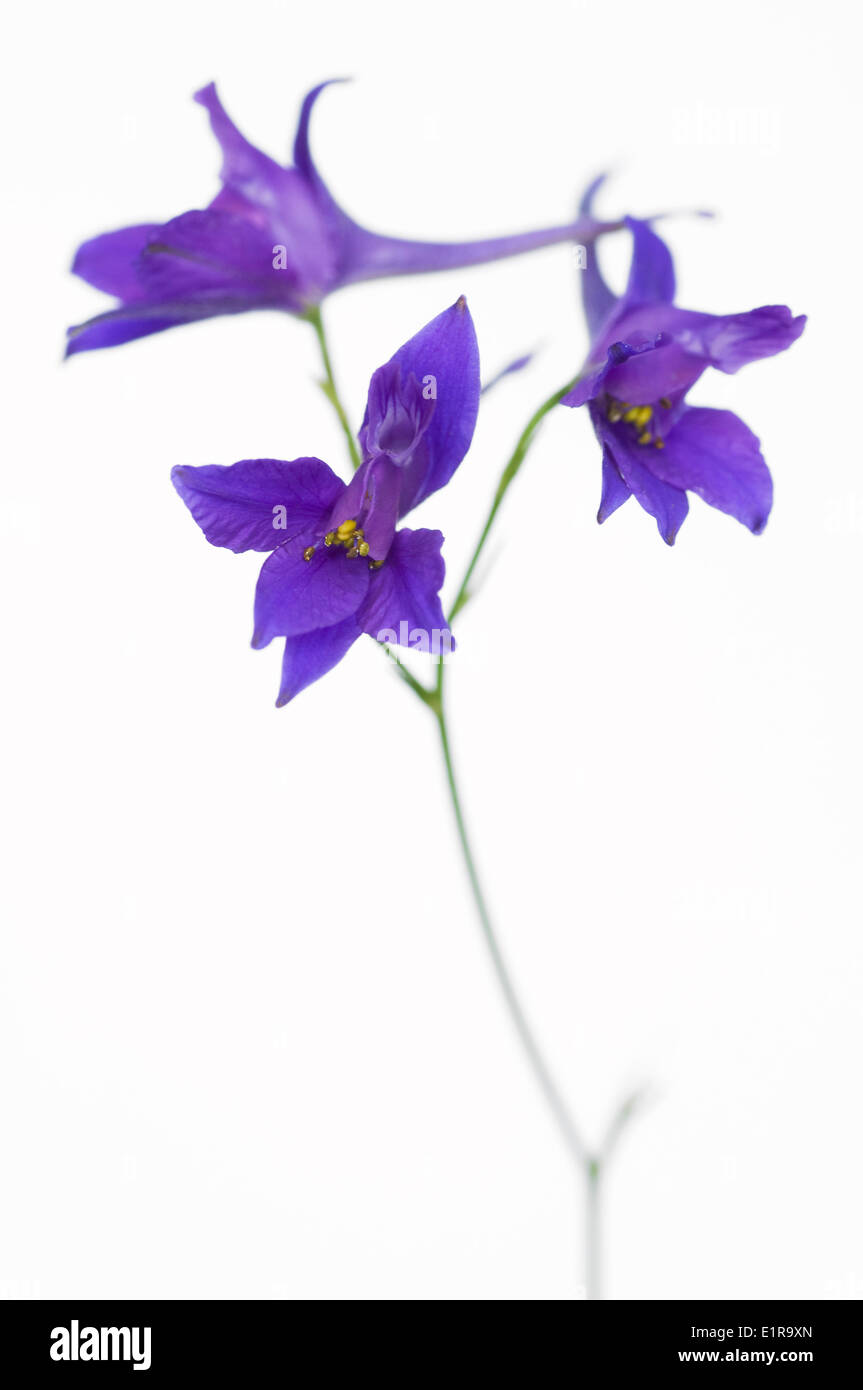 Macro picture of Forking Larkspur, a greatly decreased and rare flower Stock Photo