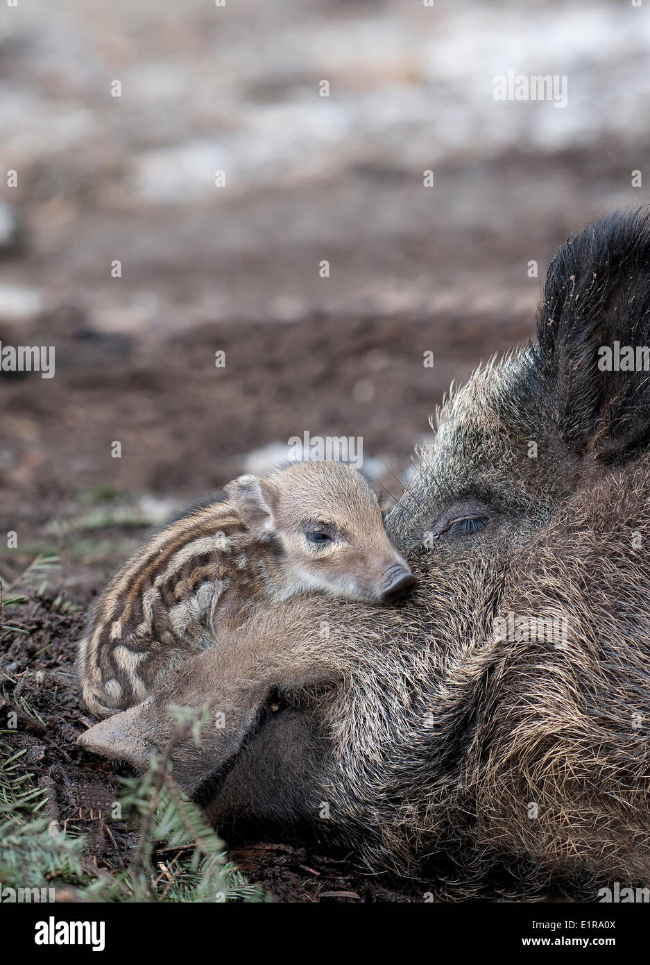 new born Wild boarpiglet with it's sow Stock Photo