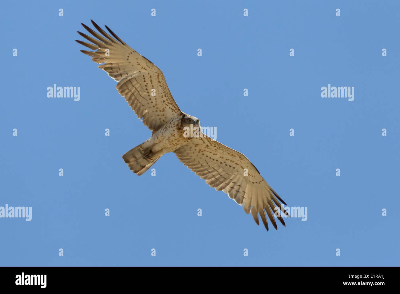 Short-toed Eagle soaring with stretched wings against a blue sky. Stock Photo