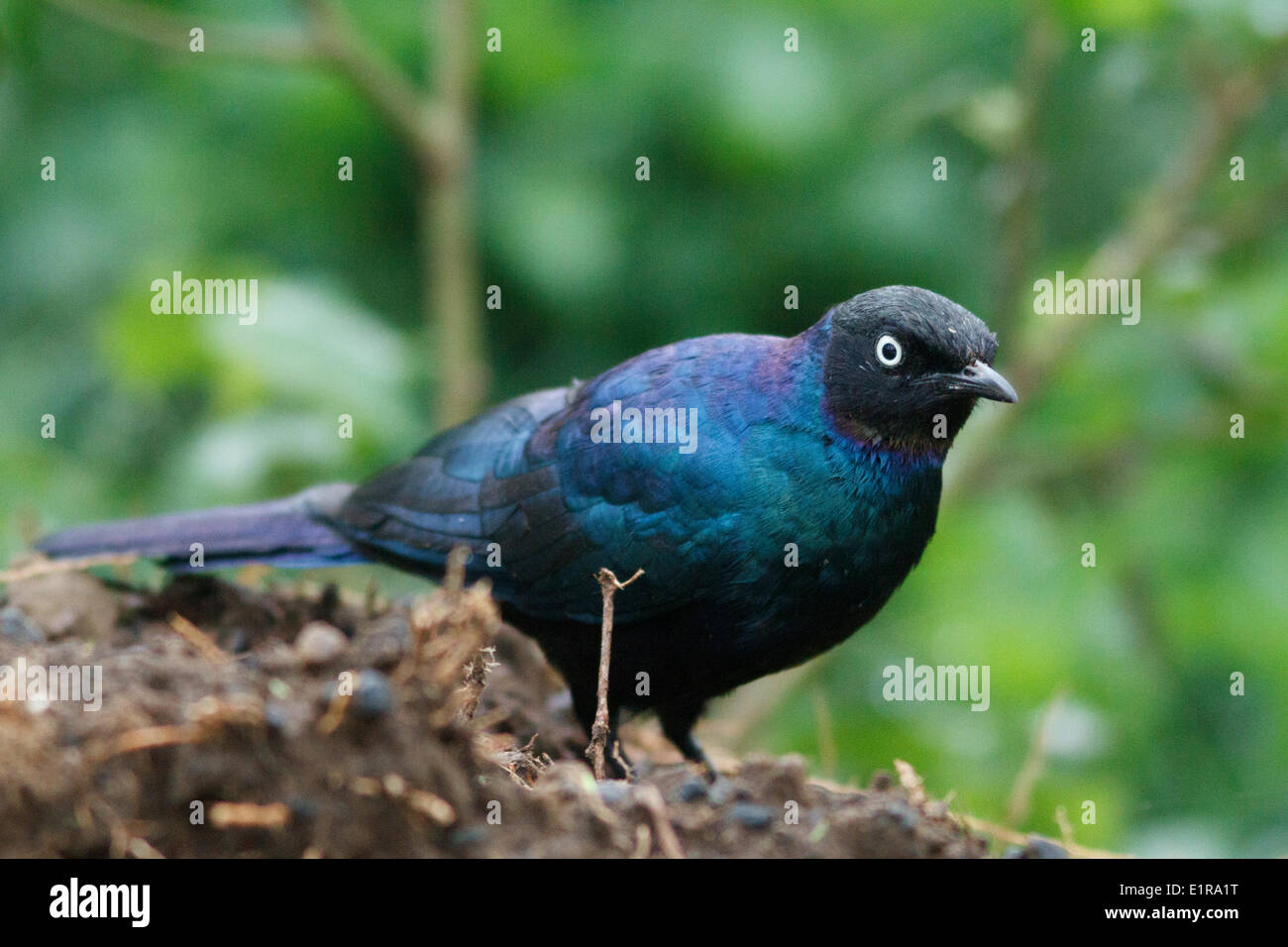 Ruppell's Long-Tailed Starling (Lamprotornis purpuropterus Stock Photo ...