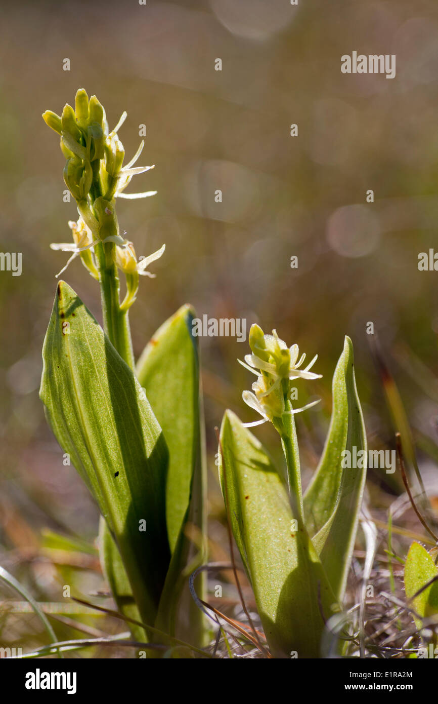 Fen orchid is a species of dune slacks and peats. It is protected by the Habitats Directive. Stock Photo