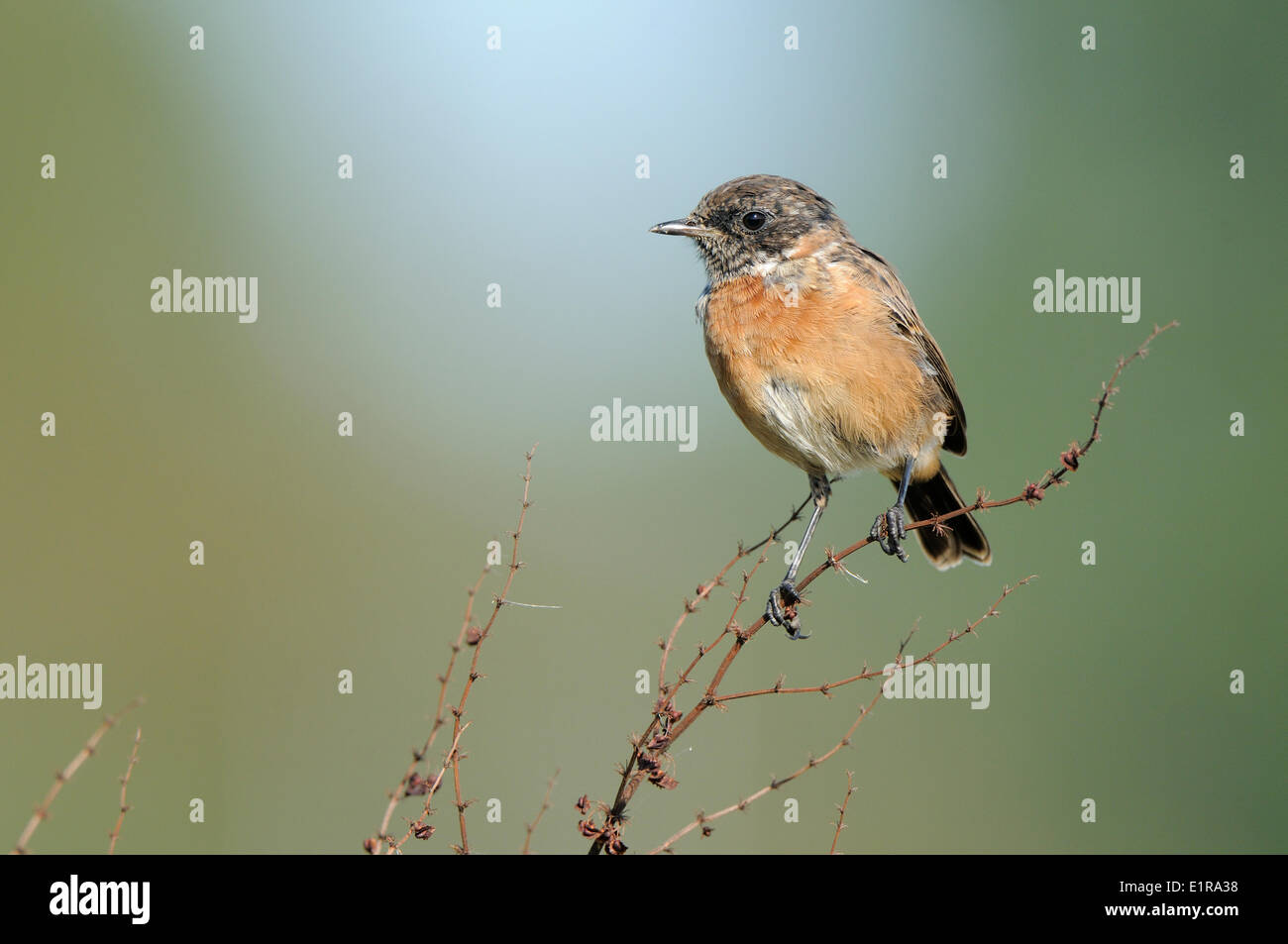 First winterplumage hi-res stock photography and images - Alamy