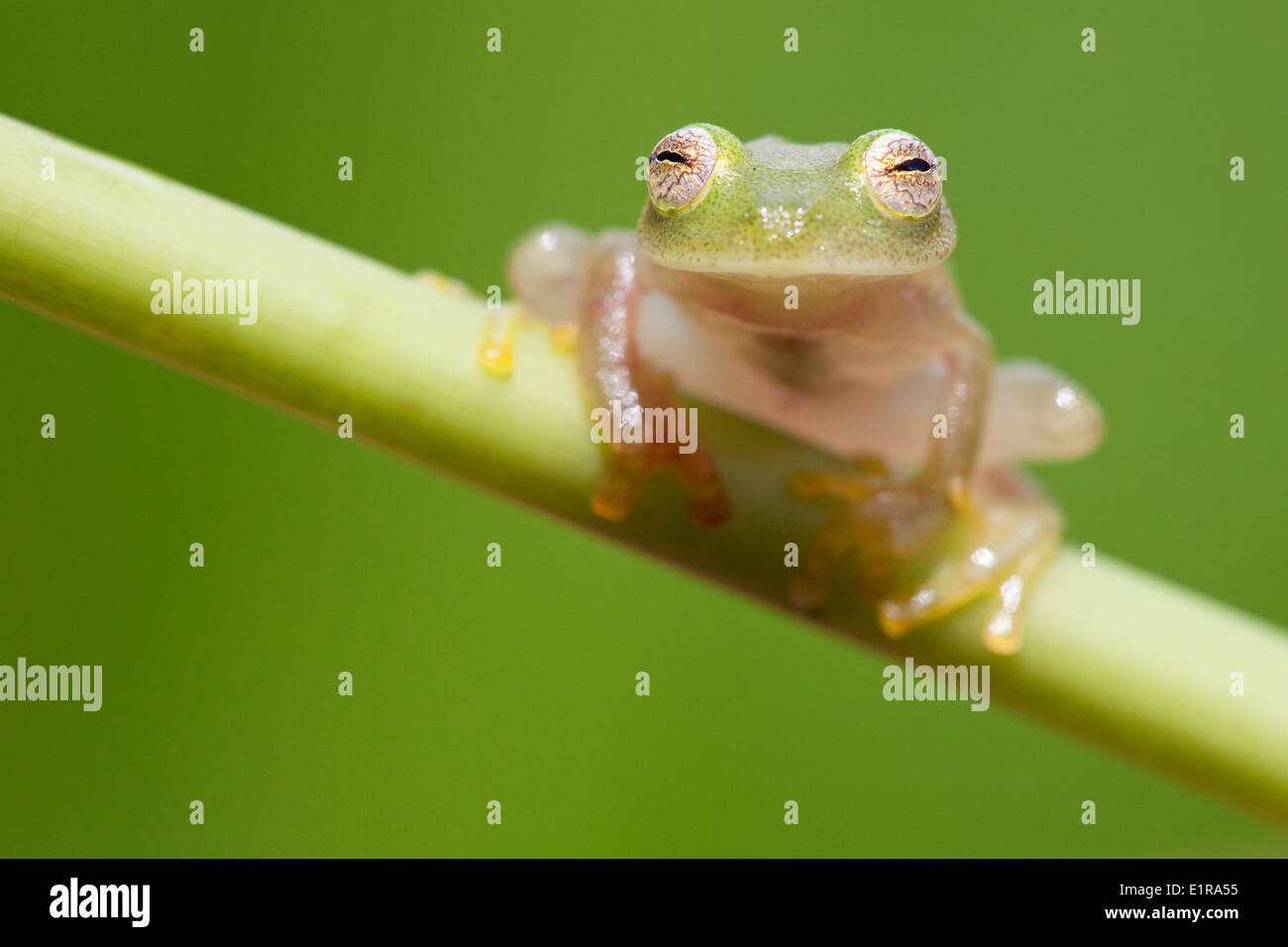 photo of a glass frog Stock Photo