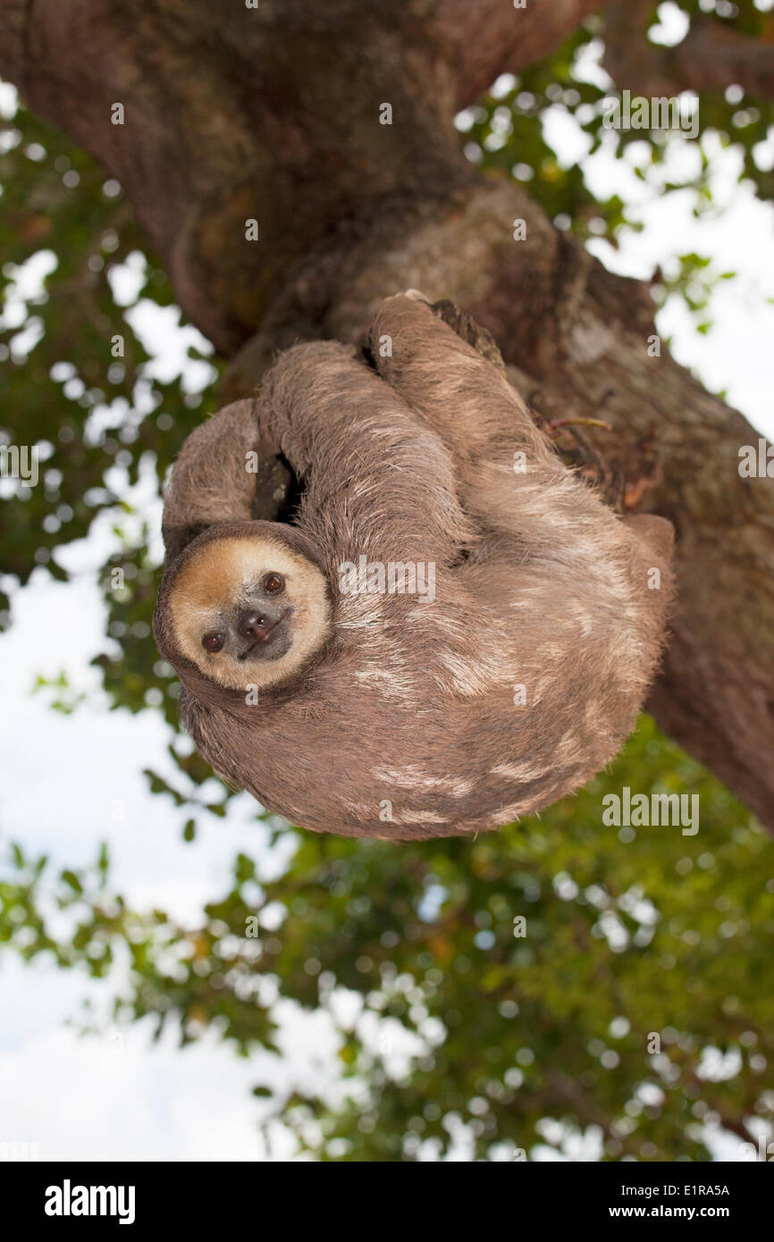 photo of a  three-toed sloth in a tree Stock Photo
