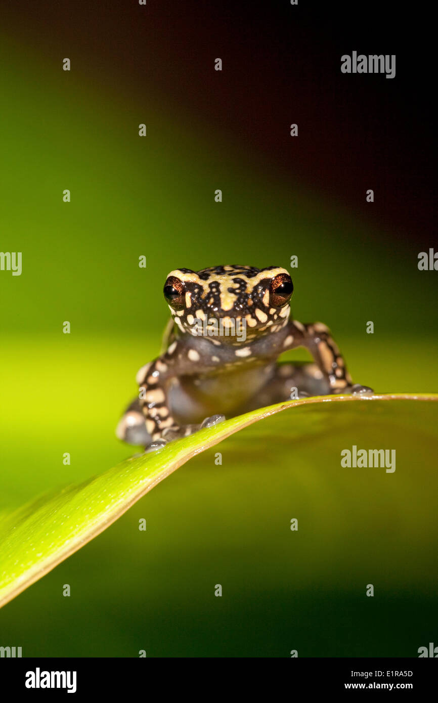 photo of a Tukeit hill frog resting on a green leaf against a green background Stock Photo