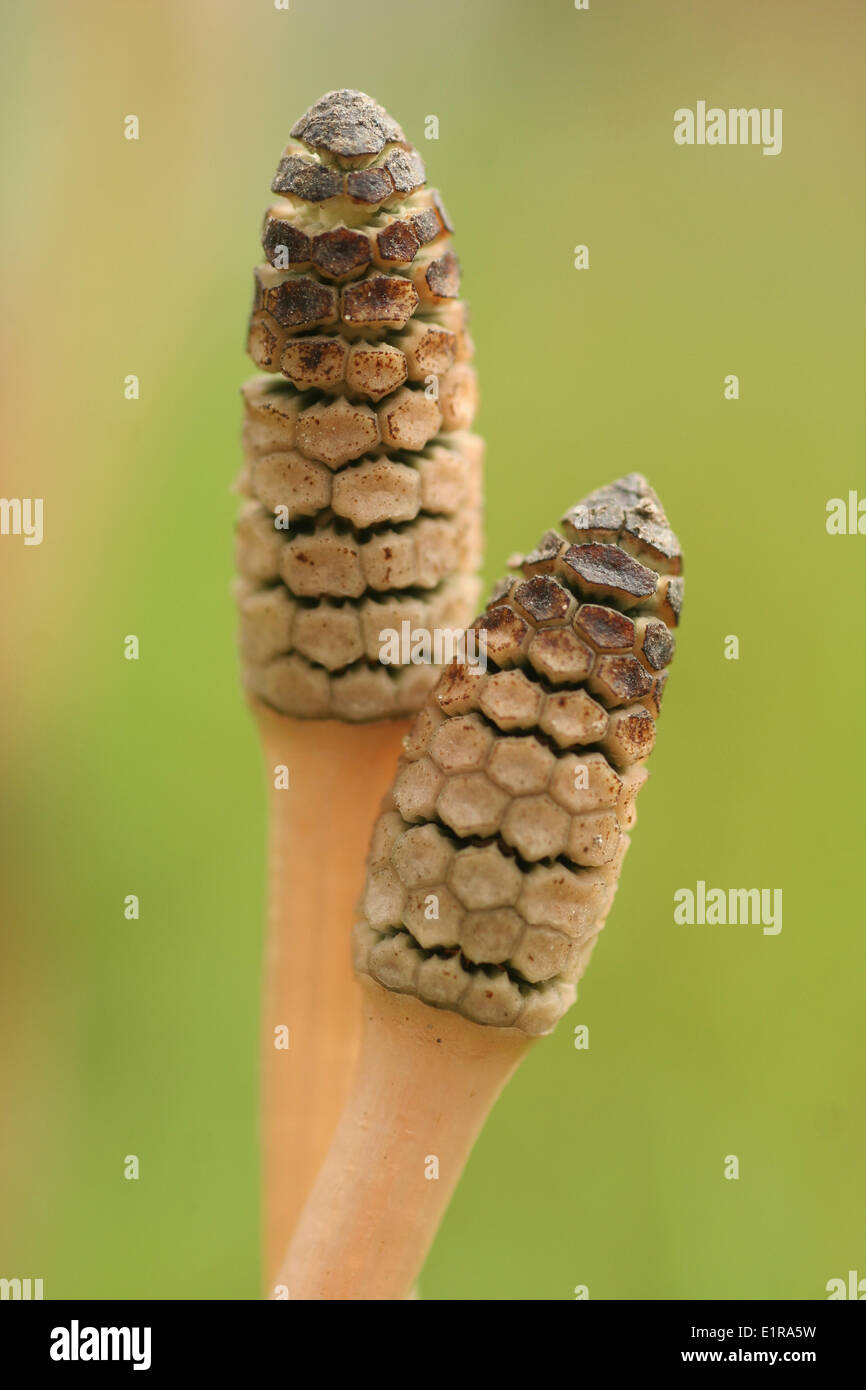 Two Horsetails (Equisetum arvense) Stock Photo