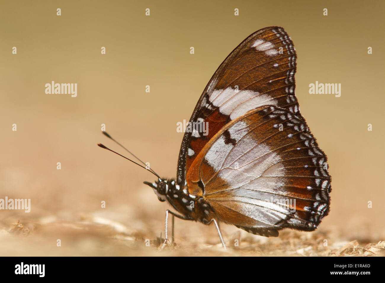 diadem butterfly Stock Photo