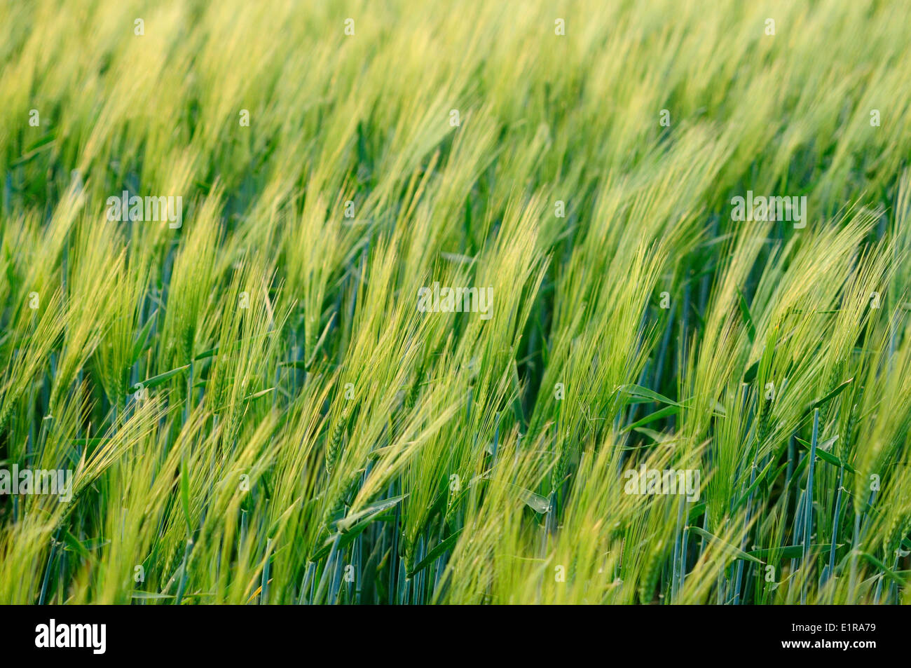 Waving Barley in the wind Stock Photo